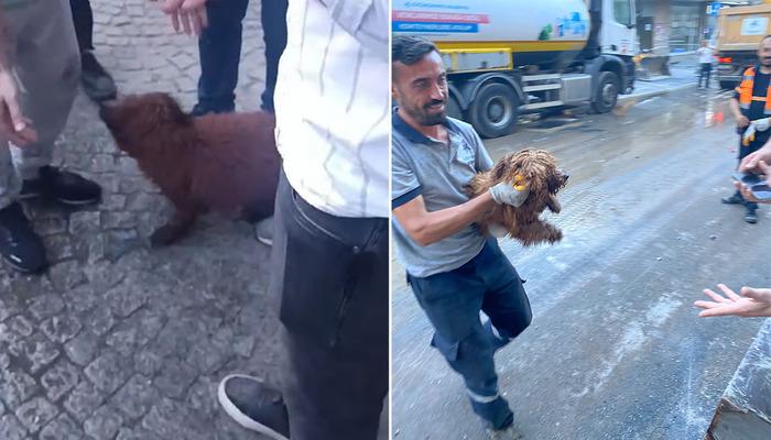 Küçükçekmece’de çöken binanın enkazından 12 saat sonra bir köpek canlı olarak kurtarıldı