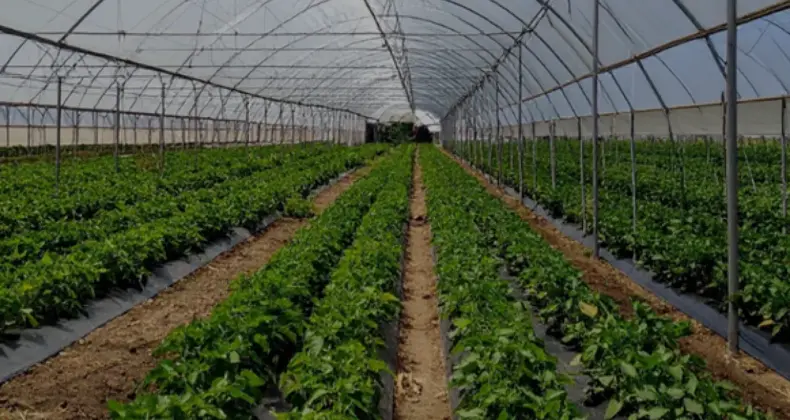 Adana Karataş Sera Organize Tarım Bölgesi Yıllık 100 Bin Ton Üretecek