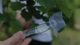 Tarım ve Orman Bakanlığı Kahverengi Kokarcaya Karşı Mücadeleyi Büyüttü